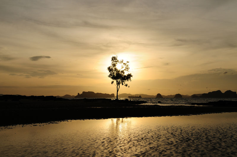 树木和日落的海洋