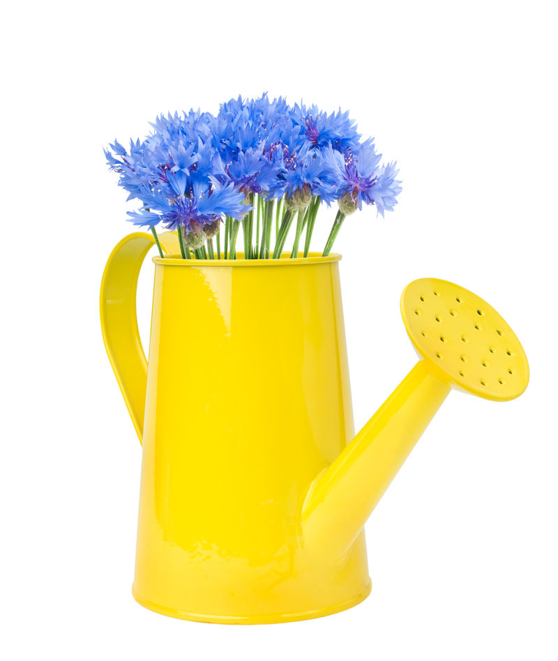 浇水罐矢车菊孤立在白色