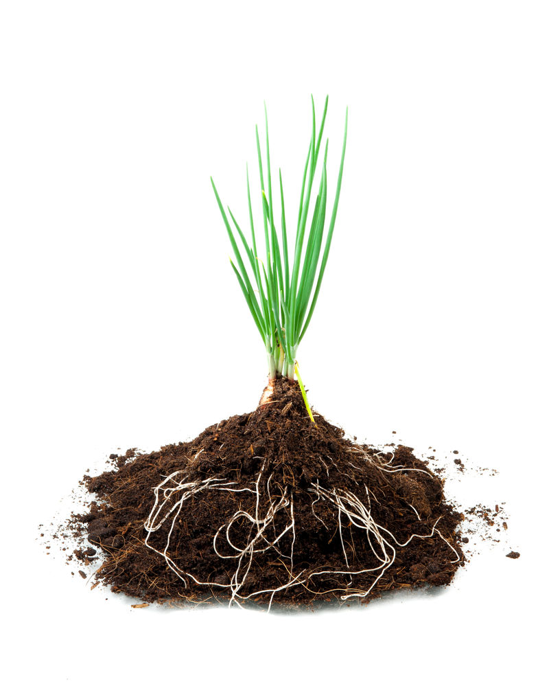 白(洋葱)上分离出的新芽和污垢