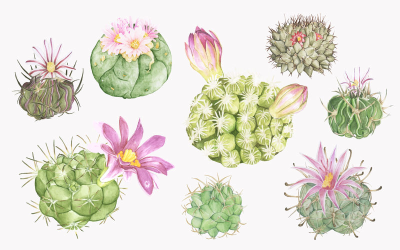手绘各种仙人掌