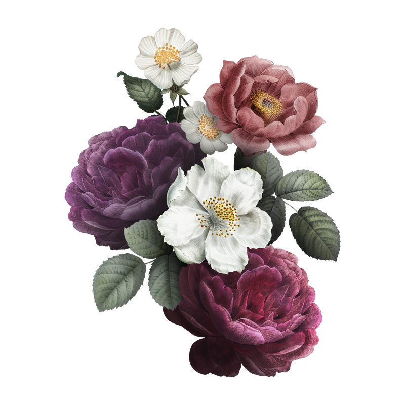 美丽的手绘彩色玫瑰透明png