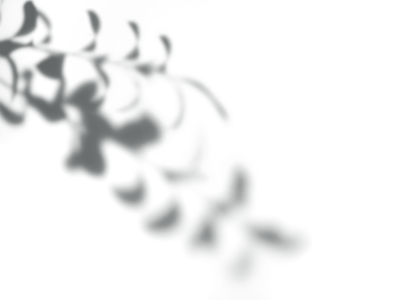 树叶阴影PNG透明背景