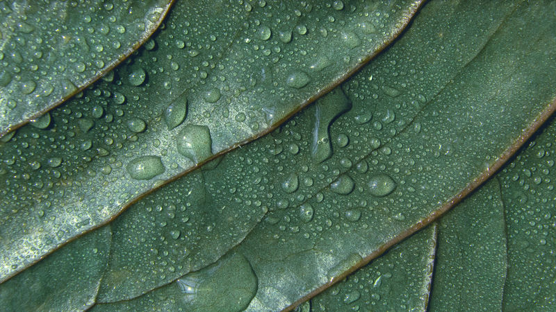 绿叶纹理背景与水滴