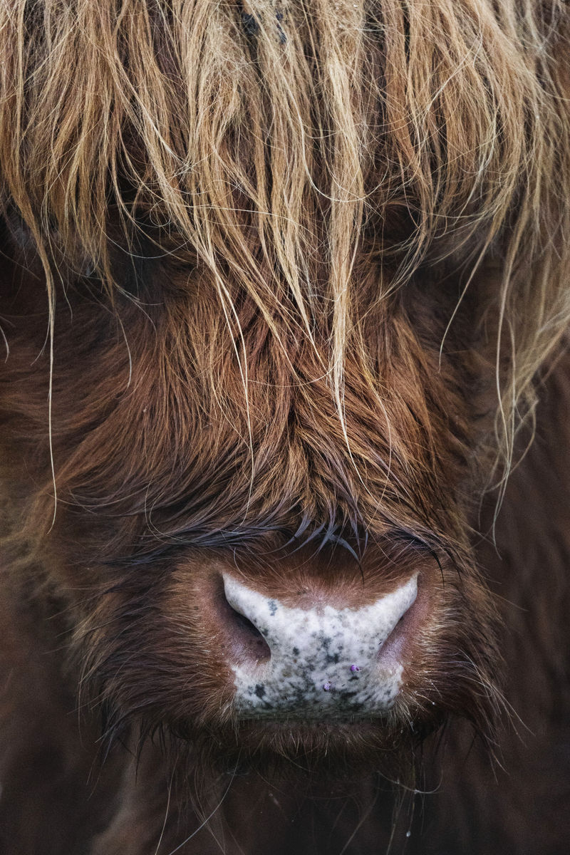 多毛的苏格兰高地牛特写