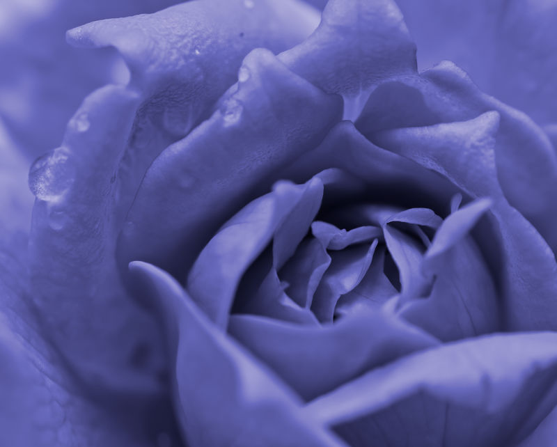 带水滴的紫罗兰