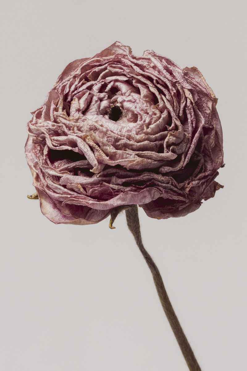 灰色背景上的粉红色凤梨花