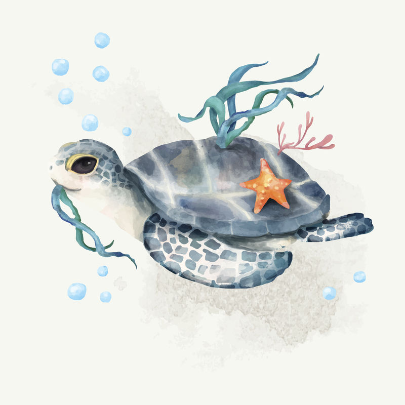 海龟插图