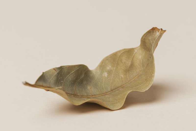 米黄色背景上的干绿叶