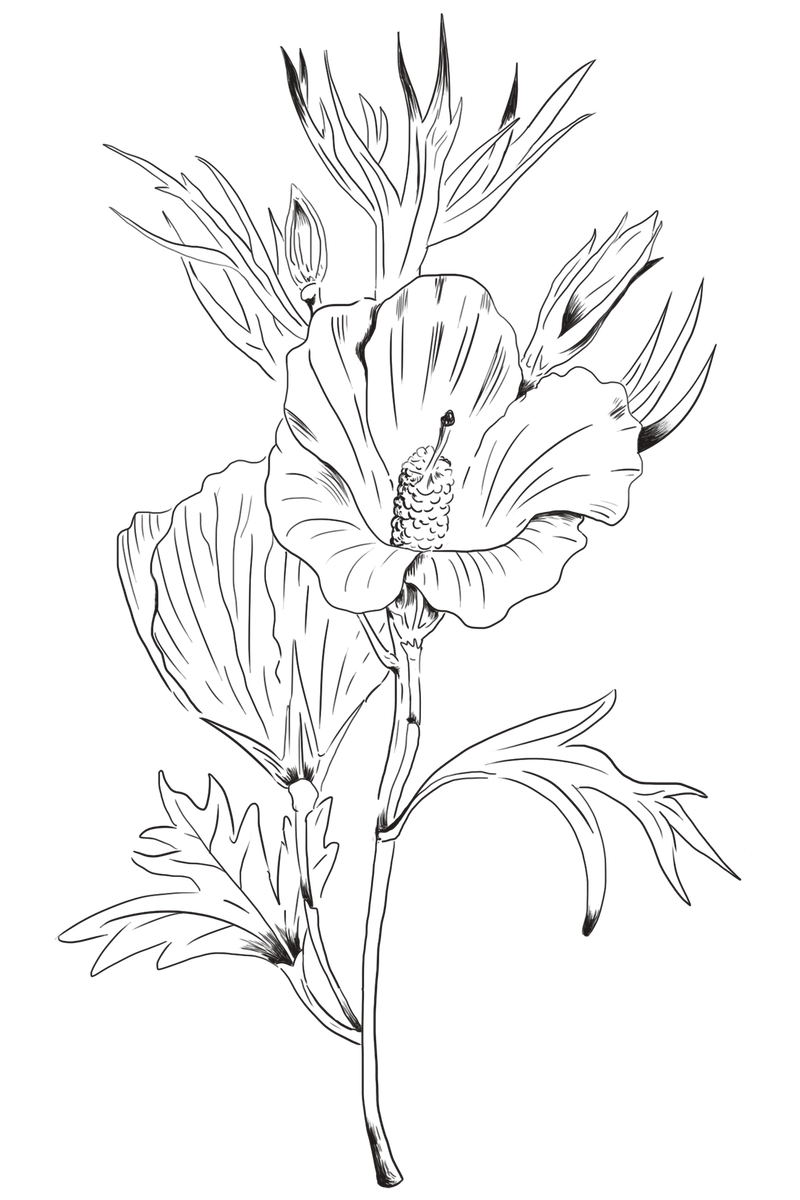 手绘丁香木槿花透明png素材 高清图片 摄影照片 寻图免费打包下载