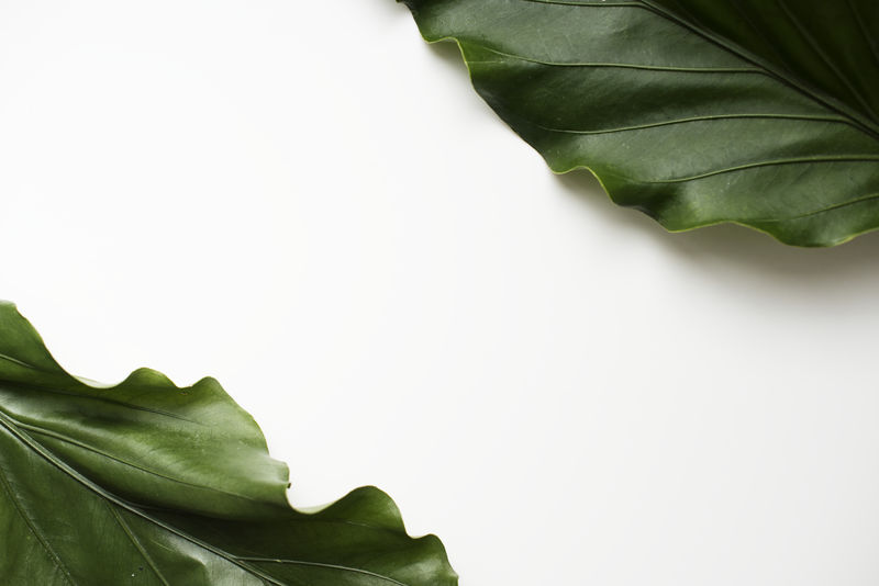 白色设计空间侧面有树叶