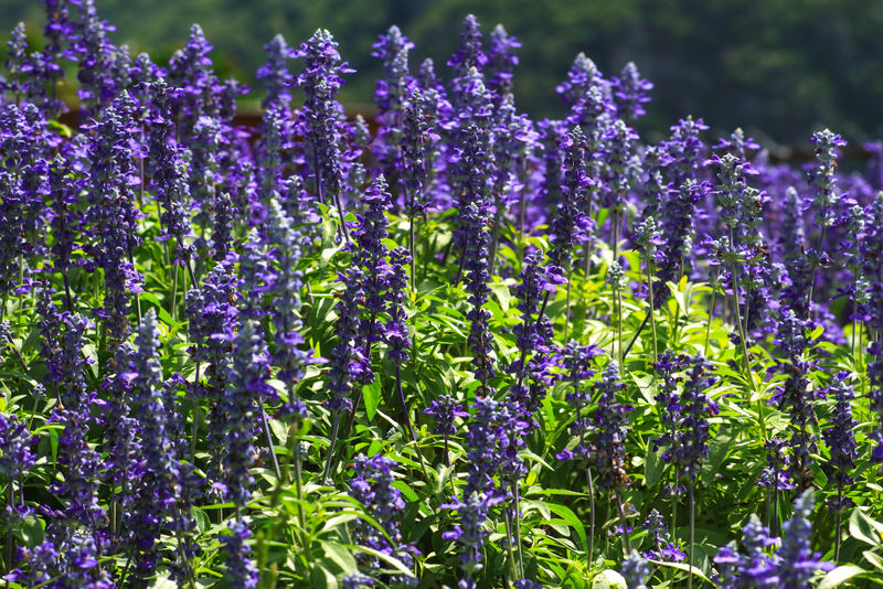 薰衣草花在绿色达登户外