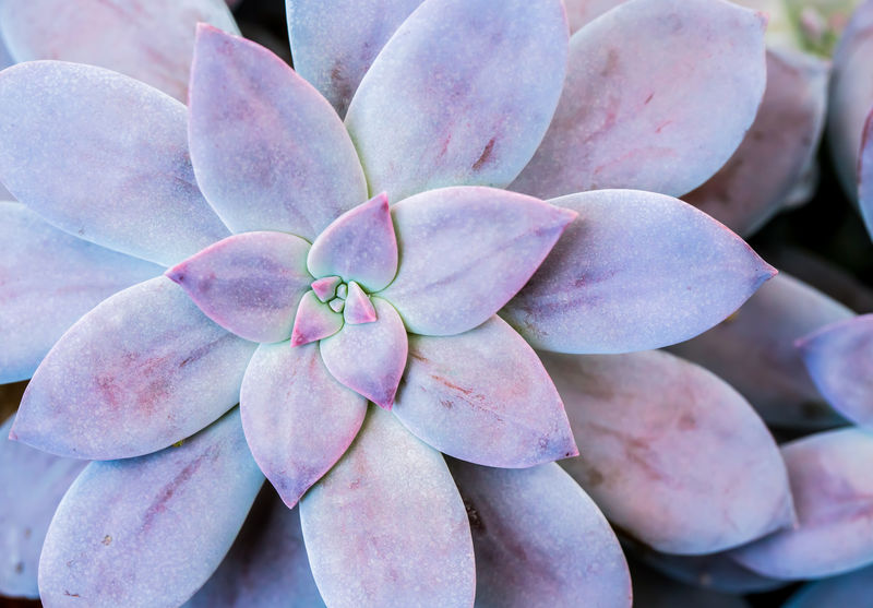 泰国清迈多汁的