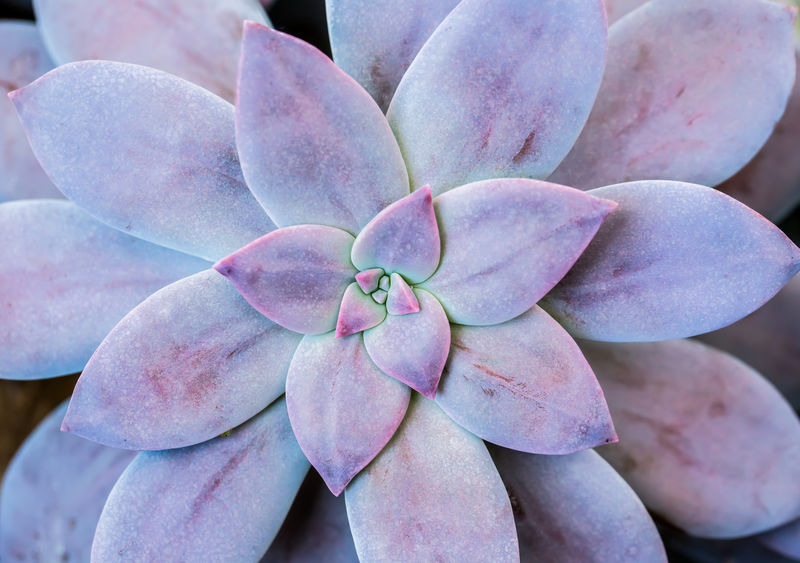 泰国清迈多汁的