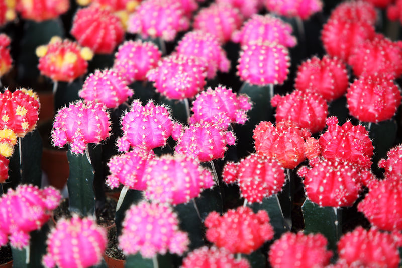 背景是五颜六色的仙人掌