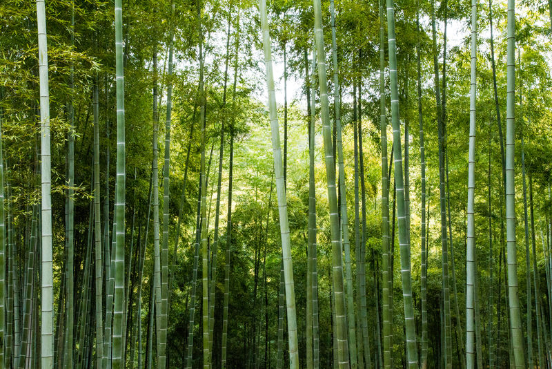 青竹林图片-翠绿的青竹林素材-高清图片-摄影照片-寻图免费打包下载