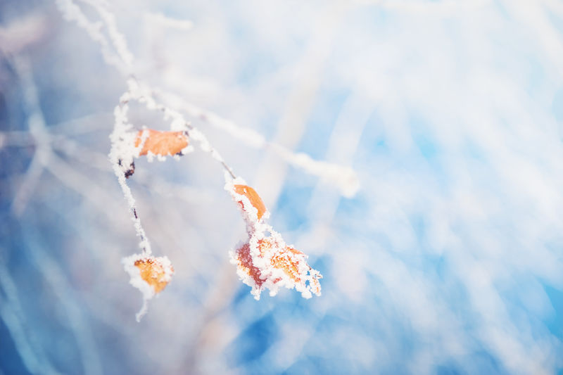 冬天森林里树上的白霜