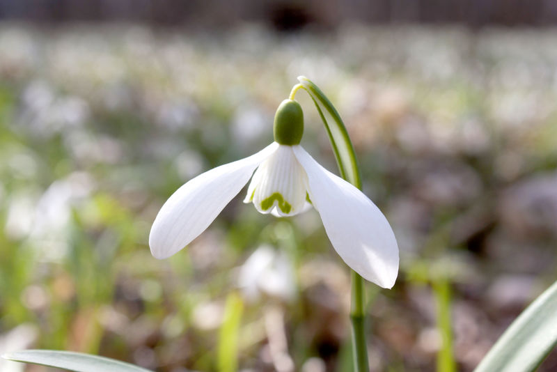 森林里春天的白雪