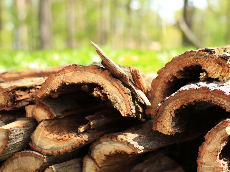 森林背景中堆放的柴火