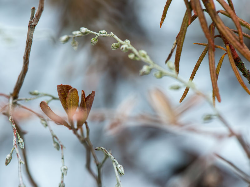冬季森林湿植物枝