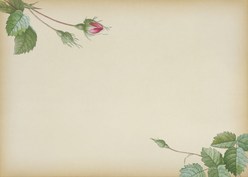 米色背景双苔藓玫瑰插图