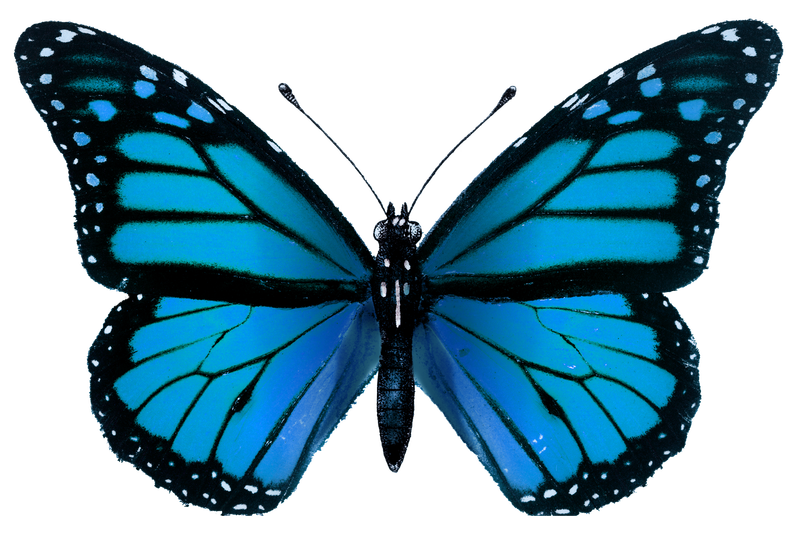 复古常见蓝色蝴蝶插图设计元素素材 高清图片 摄影照片 寻图免费打包下载