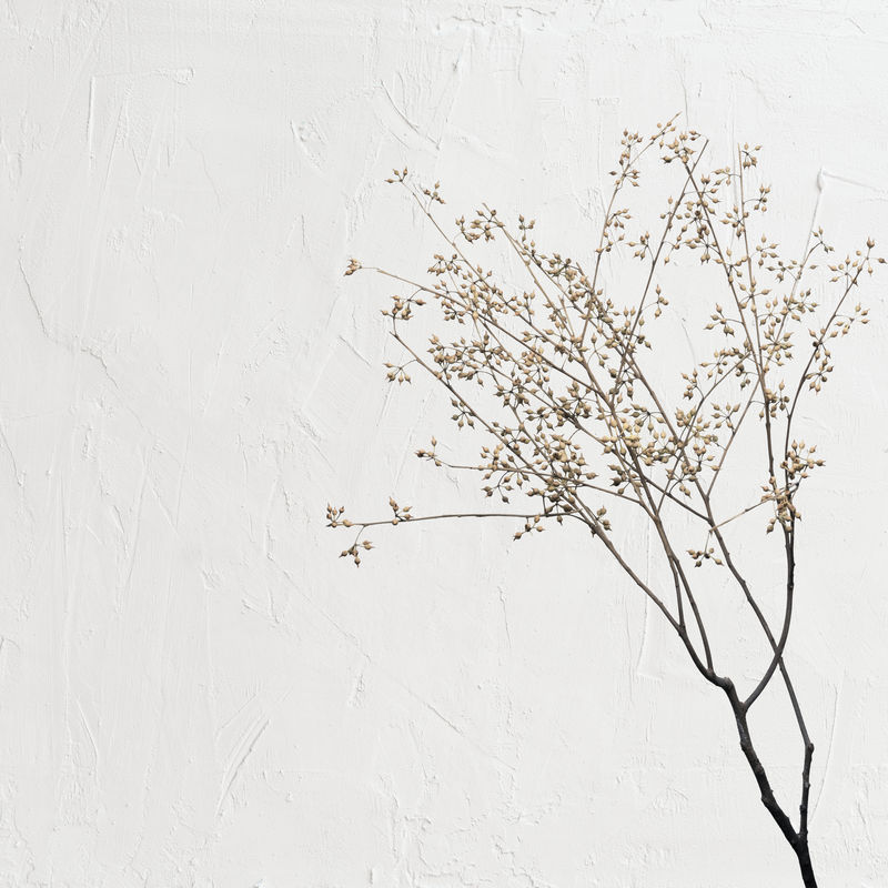米白色背景上的干花枝素材 高清图片 摄影照片 寻图免费打包下载