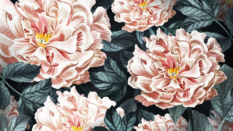 牡丹花壁纸载体