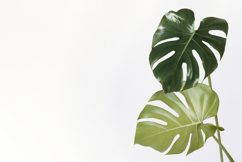 米白色背景上的monstera Delicosa植物叶子素材 高清图片 摄影照片 寻图免费打包下载