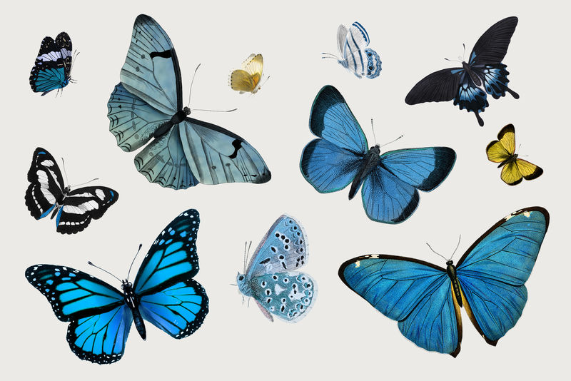 复古常见蓝色蝴蝶插图设计元素集