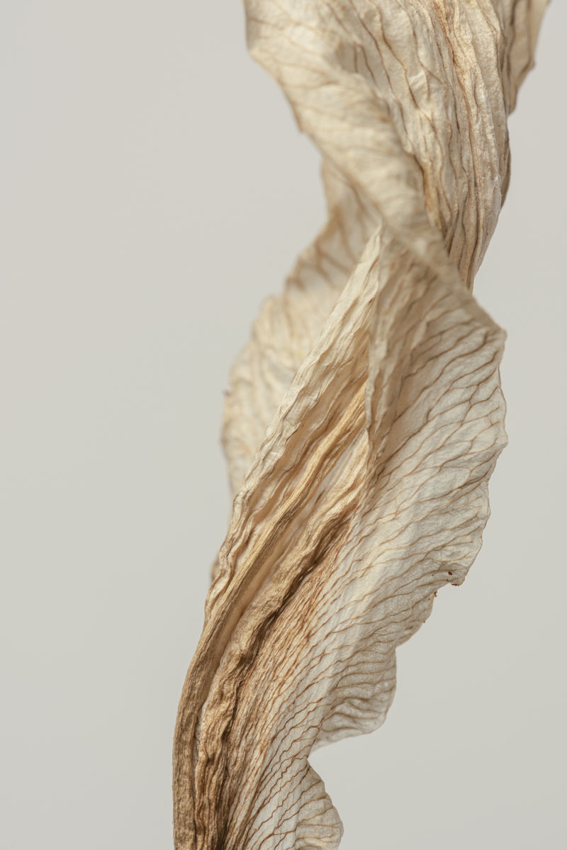 灰色背景的干百合花宏镜头