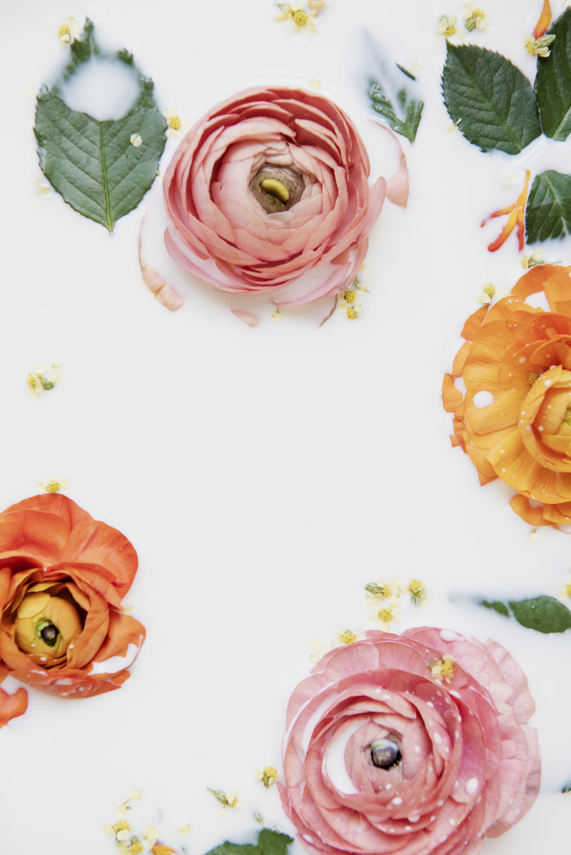 牛奶浴里平铺着五颜六色的毛茛花