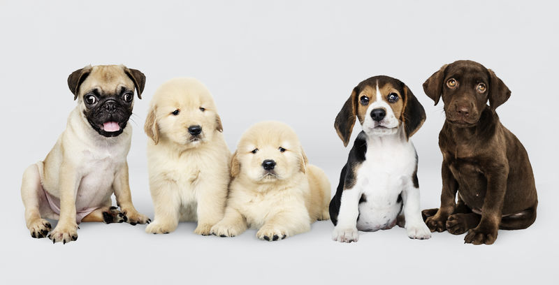 五只可爱小狗的集体肖像