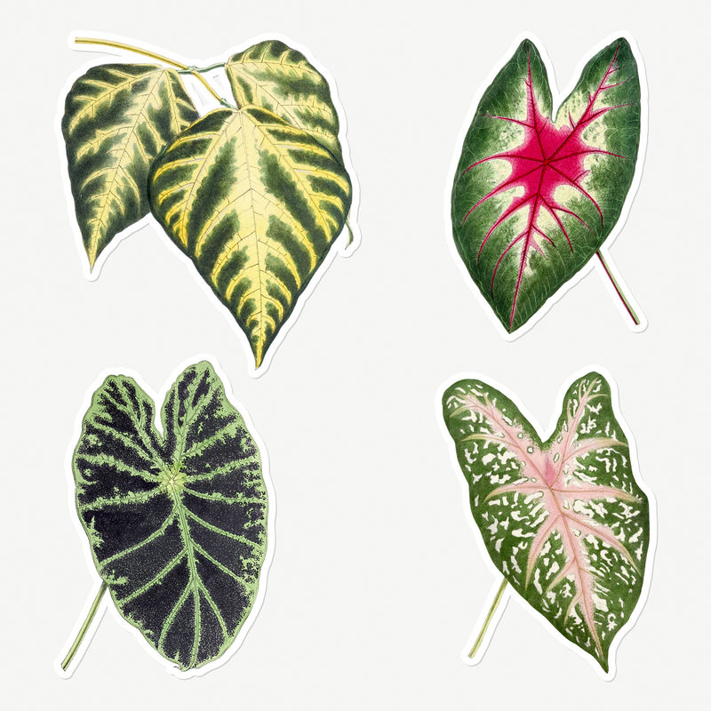 手绘炉甘蓝双色叶贴纸带有白色边框设计元素