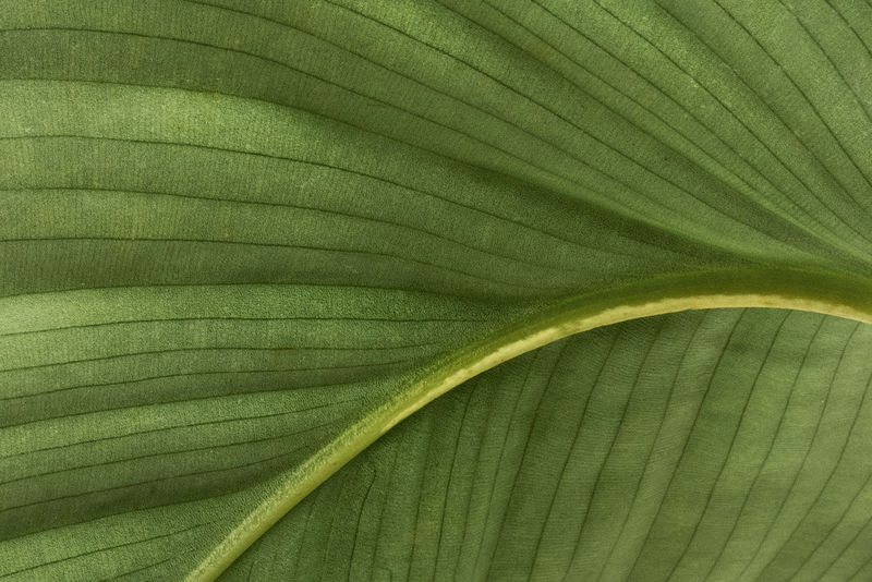 圆叶葫芦叶图案背景