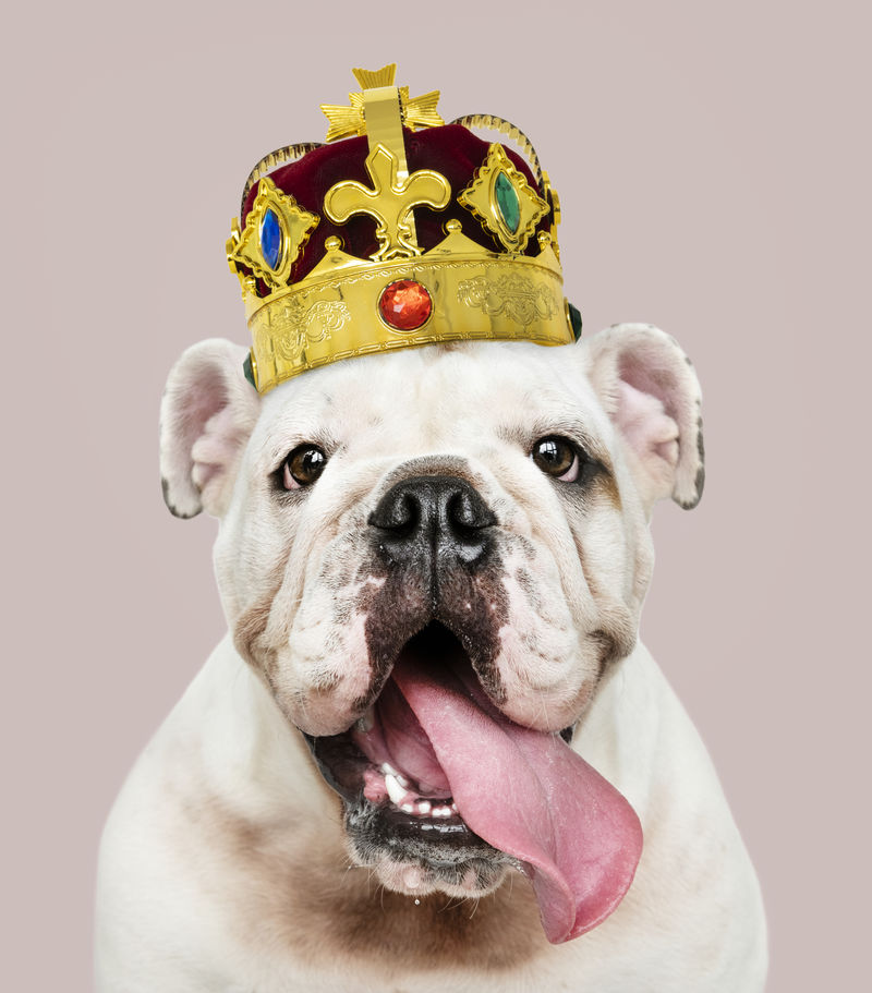 可爱的白色英国斗牛犬小狗戴着经典的红色天鹅绒和金色的王冠
