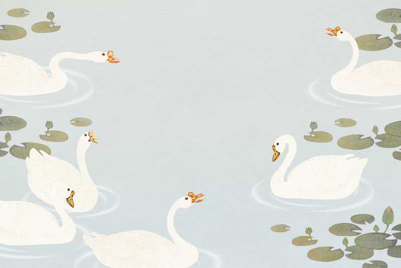 荷塘白鹅游泳背景图