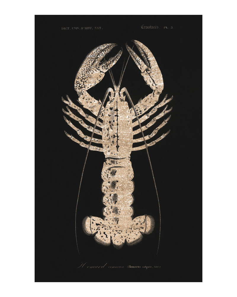 闪亮的深红色小龙虾（Palemon Ornatum）复古墙纸艺术印刷海报设计混搭原创艺术品