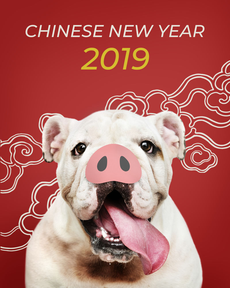 可爱的斗牛犬小狗鼻子在中国新年的背景前素材 高清图片 摄影照片 寻图免费打包下载