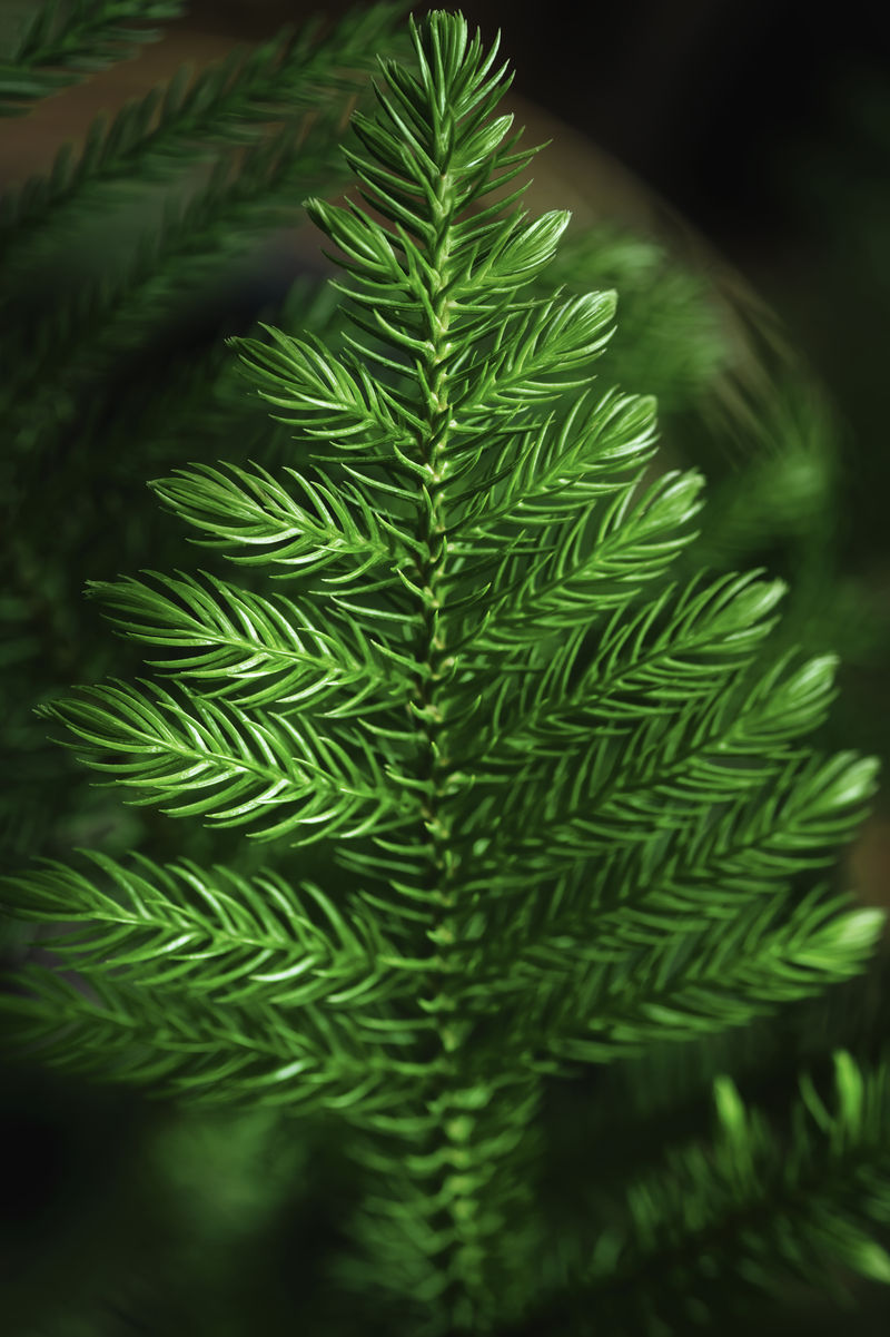 单株绿色圣诞树特写