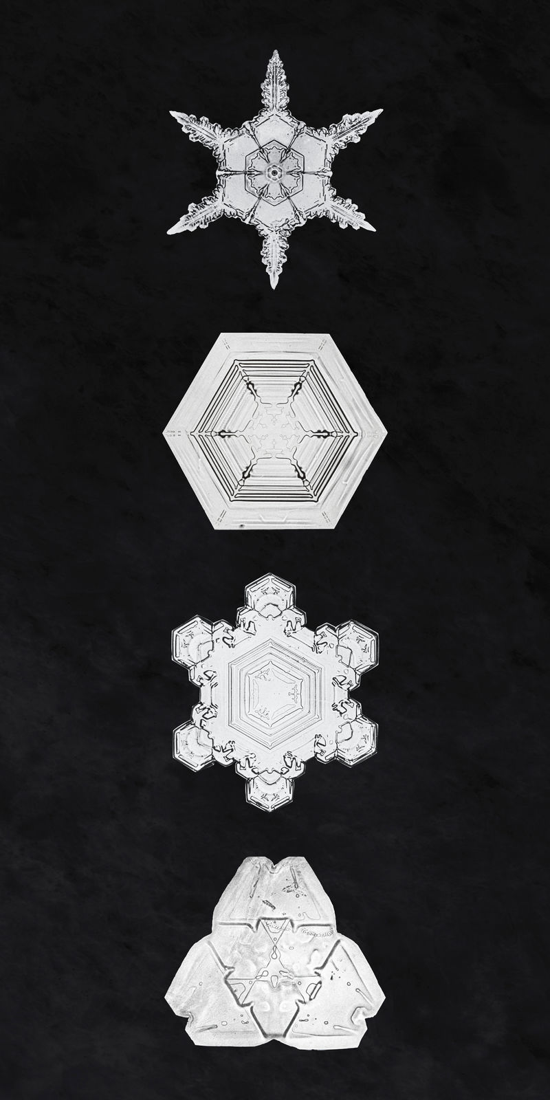 冰天雪地psd微距摄影集威尔森·本特利的艺术混搭