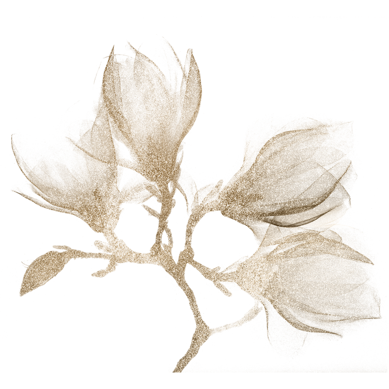 Magnolia x射线设计透明png由原始艺术品混合而成