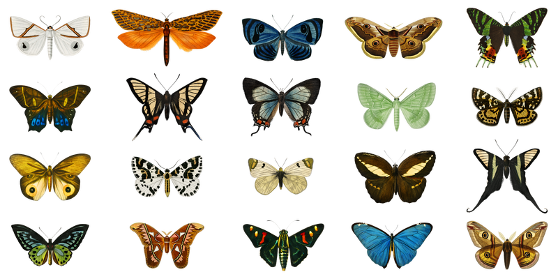 复古蝴蝶和蛾子png套装由查尔斯·德萨林的艺术作品混合而成D\u0026#39；orbigny