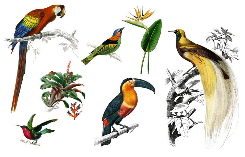 Vintage bird png套装由Charles DeSalines D\u0026#39的艺术作品混合而成;orbigny