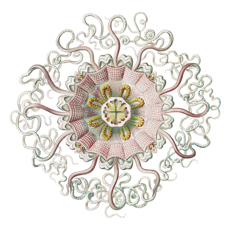 复古水母插图透明png