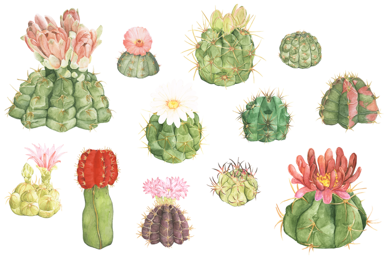 沙漠仙人掌花png贴纸套装