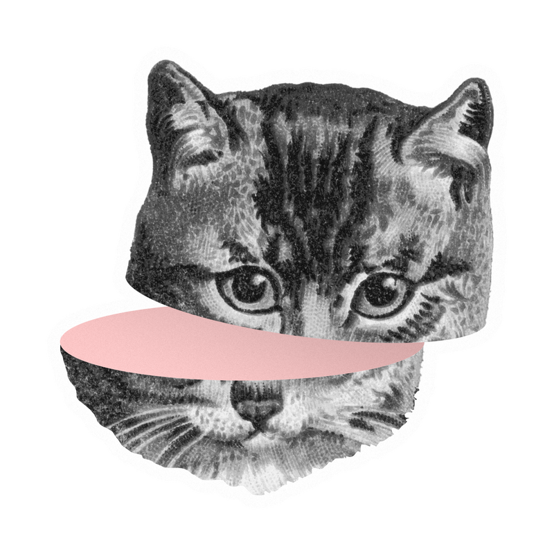 瞪眼猫贴纸透明png