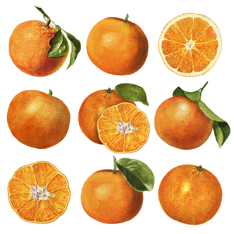 手绘天然鲜橙插画