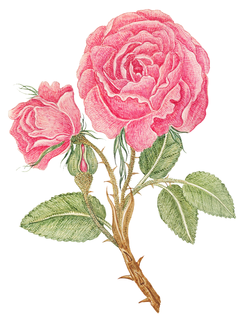复古粉红玫瑰png插图从18世纪的艺术作品从史密森档案混合