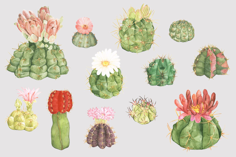 沙漠仙人掌花psd贴纸系列