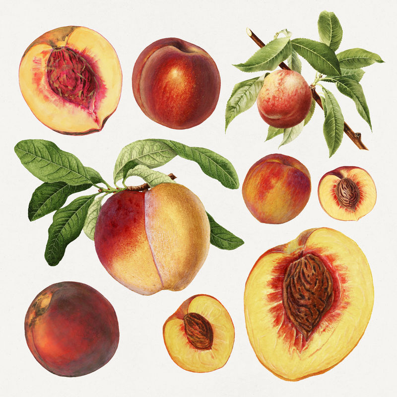 精致手绘鲜桃套装